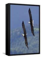 Bald Eagle Pair, Courtship Flight-Ken Archer-Framed Stretched Canvas