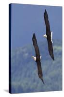 Bald Eagle Pair, Courtship Flight-Ken Archer-Stretched Canvas