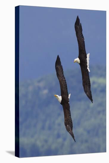 Bald Eagle Pair, Courtship Flight-Ken Archer-Stretched Canvas