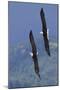 Bald Eagle Pair, Courtship Flight-Ken Archer-Mounted Photographic Print