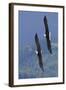 Bald Eagle Pair, Courtship Flight-Ken Archer-Framed Photographic Print