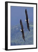 Bald Eagle Pair, Courtship Flight-Ken Archer-Framed Photographic Print