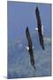Bald Eagle Pair, Courtship Flight-Ken Archer-Mounted Photographic Print