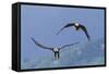 Bald Eagle Pair, Courtship-Ken Archer-Framed Stretched Canvas