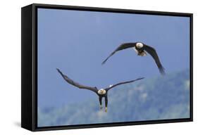 Bald Eagle Pair, Courtship-Ken Archer-Framed Stretched Canvas