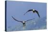 Bald Eagle Pair, Courtship-Ken Archer-Stretched Canvas