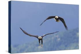 Bald Eagle Pair, Courtship-Ken Archer-Stretched Canvas
