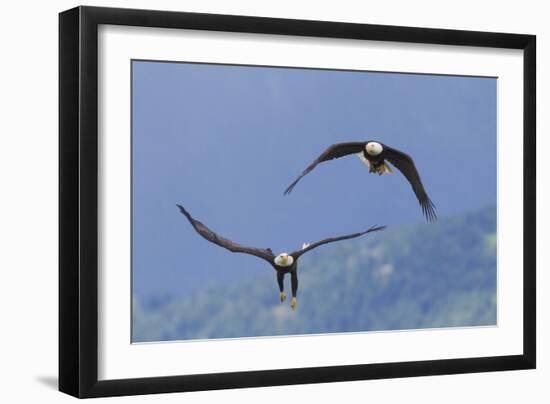 Bald Eagle Pair, Courtship-Ken Archer-Framed Photographic Print