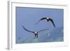 Bald Eagle Pair, Courtship-Ken Archer-Framed Photographic Print