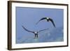 Bald Eagle Pair, Courtship-Ken Archer-Framed Photographic Print