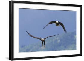 Bald Eagle Pair, Courtship-Ken Archer-Framed Photographic Print