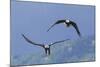 Bald Eagle Pair, Courtship-Ken Archer-Mounted Photographic Print