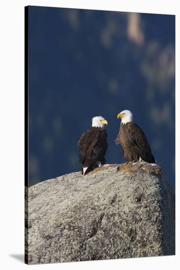 Bald Eagle Pair on Boulder-Ken Archer-Stretched Canvas