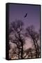 Bald Eagle Pair Silhouette in Oak Trees-Ken Archer-Framed Stretched Canvas