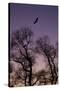 Bald Eagle Pair Silhouette in Oak Trees-Ken Archer-Stretched Canvas