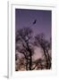 Bald Eagle Pair Silhouette in Oak Trees-Ken Archer-Framed Premium Photographic Print