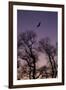 Bald Eagle Pair Silhouette in Oak Trees-Ken Archer-Framed Premium Photographic Print