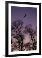 Bald Eagle Pair Silhouette in Oak Trees-Ken Archer-Framed Premium Photographic Print