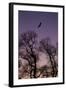 Bald Eagle Pair Silhouette in Oak Trees-Ken Archer-Framed Photographic Print