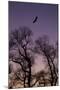 Bald Eagle Pair Silhouette in Oak Trees-Ken Archer-Mounted Photographic Print