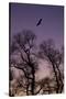 Bald Eagle Pair Silhouette in Oak Trees-Ken Archer-Stretched Canvas