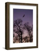 Bald Eagle Pair Silhouette in Oak Trees-Ken Archer-Framed Photographic Print