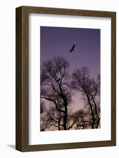 Bald Eagle Pair Silhouette in Oak Trees-Ken Archer-Framed Photographic Print