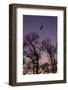 Bald Eagle Pair Silhouette in Oak Trees-Ken Archer-Framed Photographic Print