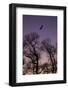 Bald Eagle Pair Silhouette in Oak Trees-Ken Archer-Framed Photographic Print