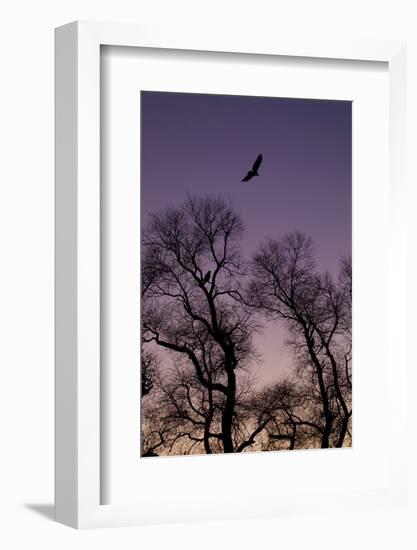 Bald Eagle Pair Silhouette in Oak Trees-Ken Archer-Framed Photographic Print