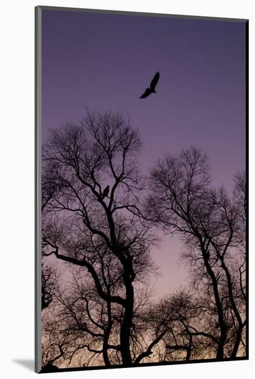 Bald Eagle Pair Silhouette in Oak Trees-Ken Archer-Mounted Photographic Print