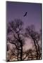 Bald Eagle Pair Silhouette in Oak Trees-Ken Archer-Mounted Photographic Print