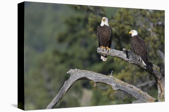 Bald Eagle Pair-Ken Archer-Stretched Canvas