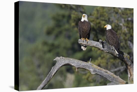 Bald Eagle Pair-Ken Archer-Stretched Canvas