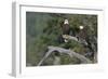 Bald Eagle Pair-Ken Archer-Framed Photographic Print