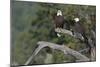 Bald Eagle Pair-Ken Archer-Mounted Photographic Print