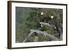 Bald Eagle Pair-Ken Archer-Framed Photographic Print