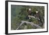 Bald Eagle Pair-Ken Archer-Framed Photographic Print