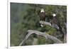 Bald Eagle Pair-Ken Archer-Framed Photographic Print