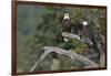 Bald Eagle Pair-Ken Archer-Framed Photographic Print