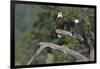 Bald Eagle Pair-Ken Archer-Framed Photographic Print