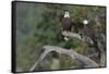 Bald Eagle Pair-Ken Archer-Framed Stretched Canvas