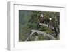 Bald Eagle Pair-Ken Archer-Framed Photographic Print