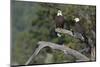 Bald Eagle Pair-Ken Archer-Mounted Photographic Print