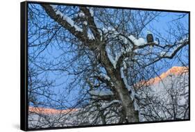 Bald Eagle perched on a tree covered with snow, snow mountain in the distance, Haines, Alaska, USA-Keren Su-Framed Stretched Canvas