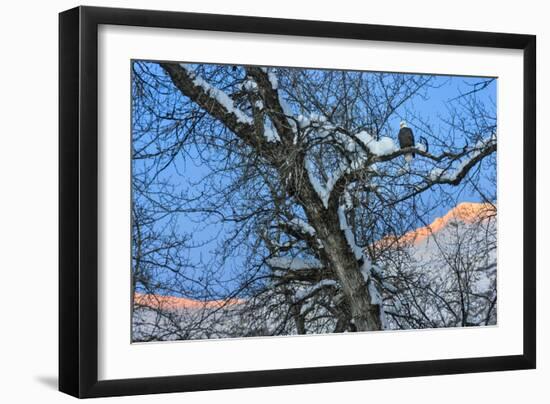 Bald Eagle perched on a tree covered with snow, snow mountain in the distance, Haines, Alaska, USA-Keren Su-Framed Photographic Print