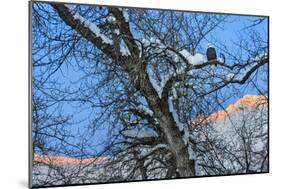 Bald Eagle perched on a tree covered with snow, snow mountain in the distance, Haines, Alaska, USA-Keren Su-Mounted Photographic Print