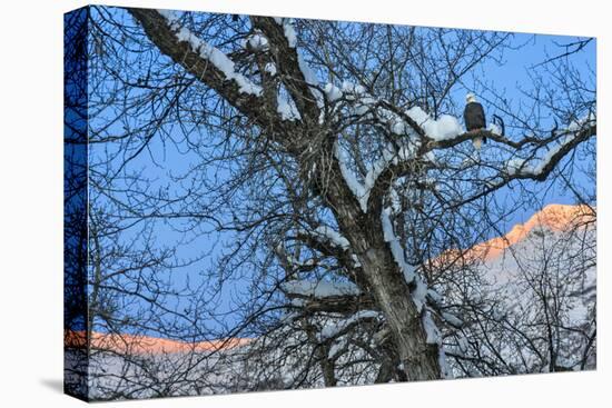 Bald Eagle perched on a tree covered with snow, snow mountain in the distance, Haines, Alaska, USA-Keren Su-Stretched Canvas