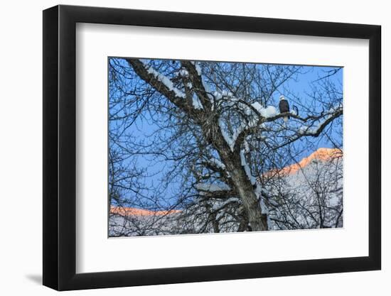 Bald Eagle perched on a tree covered with snow, snow mountain in the distance, Haines, Alaska, USA-Keren Su-Framed Photographic Print
