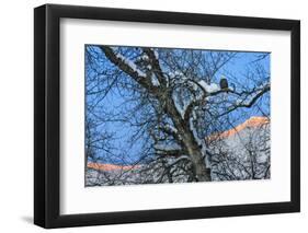 Bald Eagle perched on a tree covered with snow, snow mountain in the distance, Haines, Alaska, USA-Keren Su-Framed Photographic Print